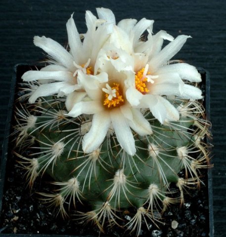 Gymnocactus_saueri